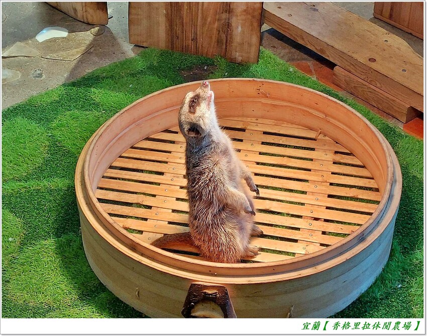 宜蘭【香格里拉休閒農場‧松羅館】田野採菜、狐獴互動餵食體驗、苔蘚生態瓶DIY、傳統童玩以及夜間民俗活動,好宿好玩又有特色餐點跟宵夜,快來入住好好暢玩一番!!