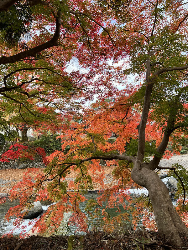 【亞洲，日本，京都】八瀨大原瑠璃光院，一年只開放兩季的絕美京都賞楓點。（京都賞楓，京都旅遊）