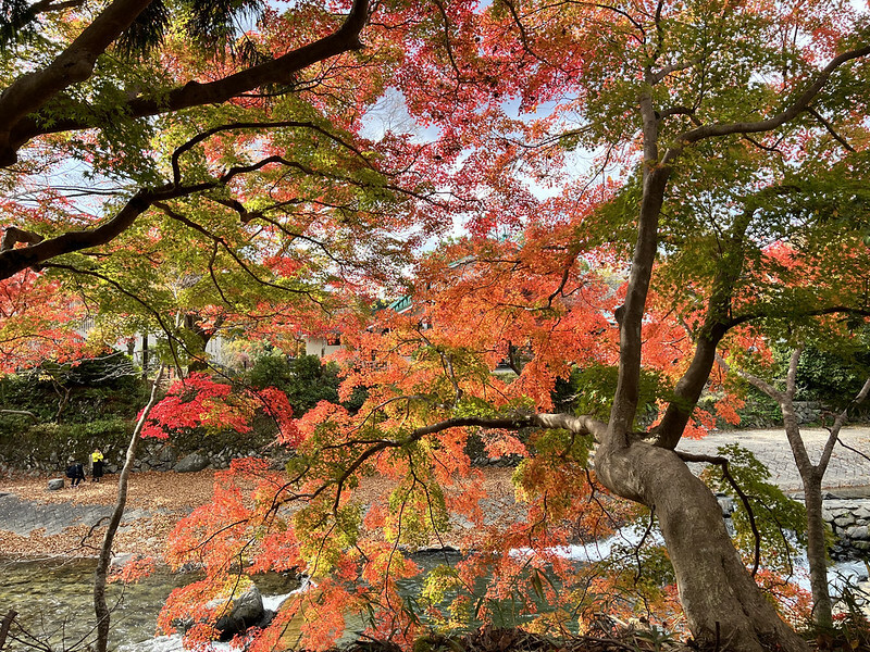 【亞洲，日本，京都】八瀨大原瑠璃光院，一年只開放兩季的絕美京都賞楓點。（京都賞楓，京都旅遊）