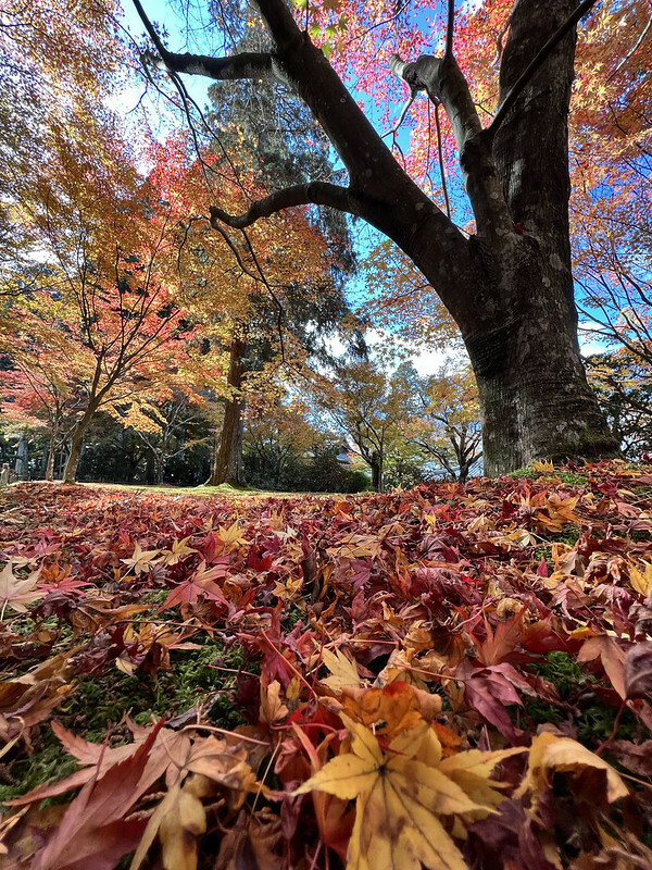【亞洲,日本,京都】感受京都幽靜之美:四季美景的「三千院」。午餐吃「Shino Shoumon 志野松門」湯豆腐。