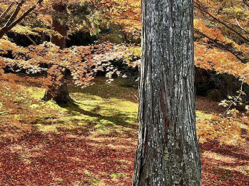 【亞洲,日本,京都】感受京都幽靜之美:四季美景的「三千院」。午餐吃「Shino Shoumon 志野松門」湯豆腐。