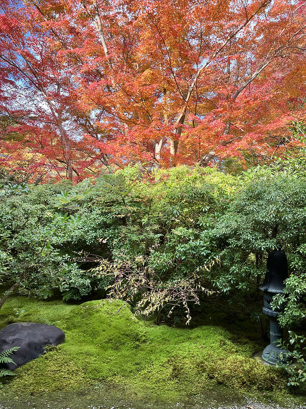 【亞洲，日本，京都】八瀨大原瑠璃光院，一年只開放兩季的絕美京都賞楓點。（京都賞楓，京都旅遊）