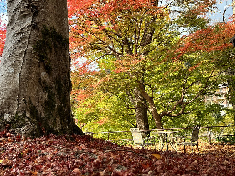 【亞洲，日本，京都】八瀨大原瑠璃光院，一年只開放兩季的絕美京都賞楓點。（京都賞楓，京都旅遊）