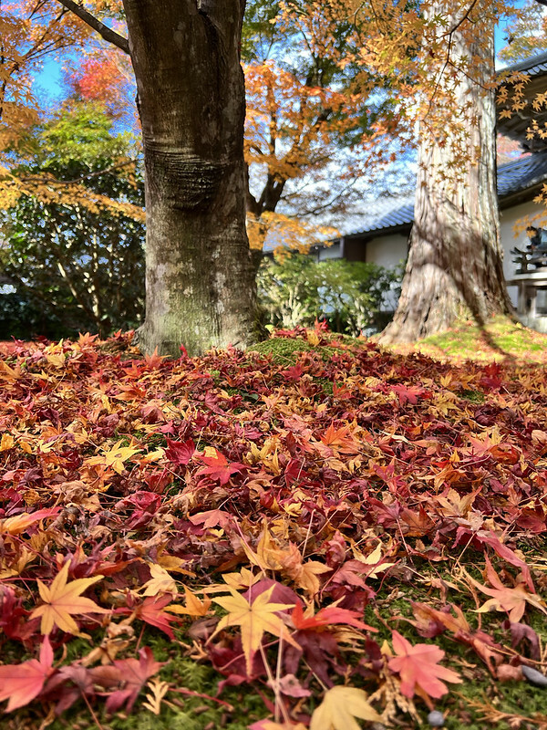 【亞洲,日本,京都】感受京都幽靜之美:四季美景的「三千院」。午餐吃「Shino Shoumon 志野松門」湯豆腐。