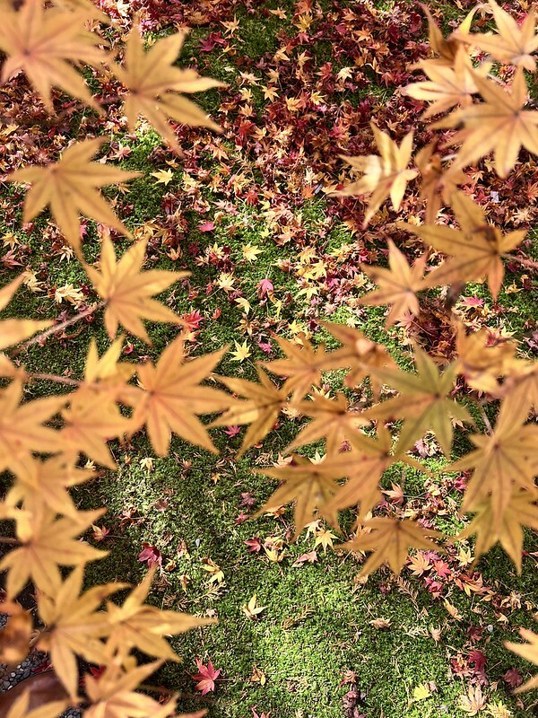 【亞洲,日本,京都】感受京都幽靜之美:四季美景的「三千院」。午餐吃「Shino Shoumon 志野松門」湯豆腐。