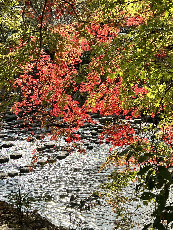 【亞洲，日本，京都】八瀨大原瑠璃光院，一年只開放兩季的絕美京都賞楓點。（京都賞楓，京都旅遊）