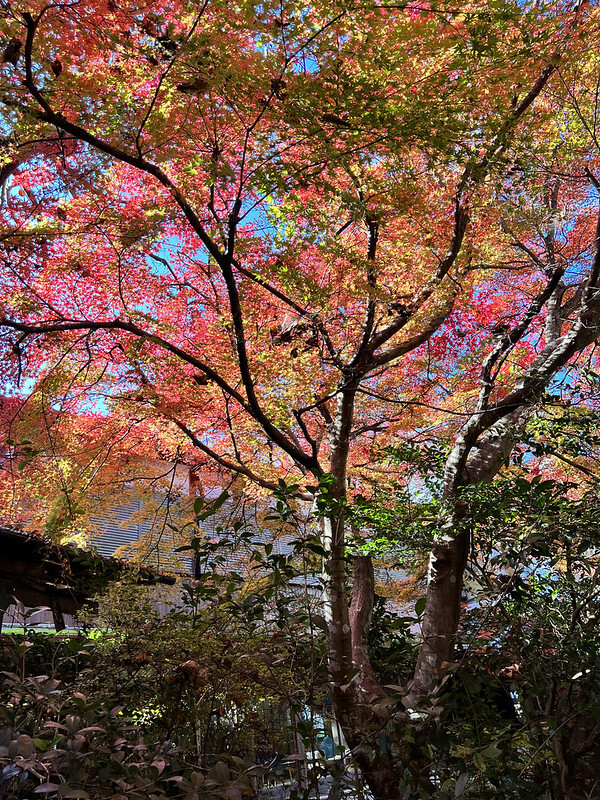 【亞洲,日本,京都】感受京都幽靜之美:四季美景的「三千院」。午餐吃「Shino Shoumon 志野松門」湯豆腐。