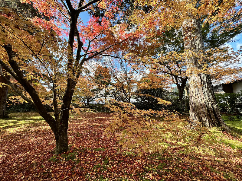 【亞洲,日本,京都】感受京都幽靜之美:四季美景的「三千院」。午餐吃「Shino Shoumon 志野松門」湯豆腐。