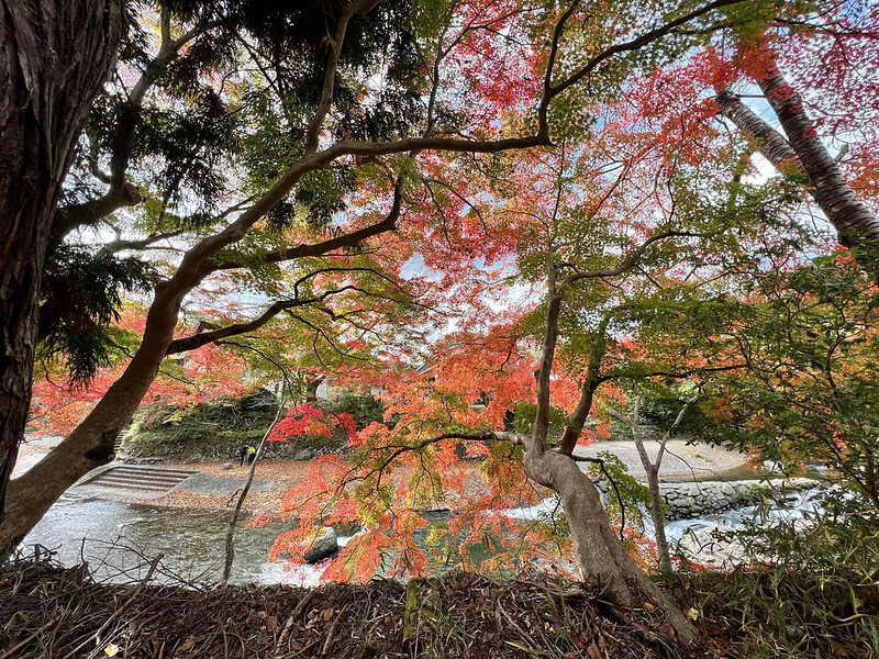 【亞洲，日本，京都】八瀨大原瑠璃光院，一年只開放兩季的絕美京都賞楓點。（京都賞楓，京都旅遊）