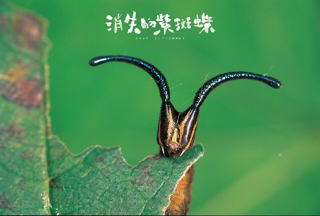 The Movie posters and stills of Taiwan Butterfly record movie