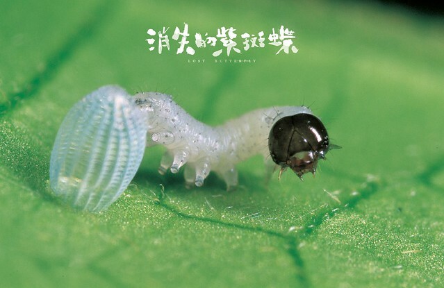 The Movie posters and stills of Taiwan Butterfly record movie