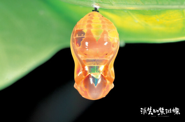 The Movie posters and stills of Taiwan Butterfly record movie