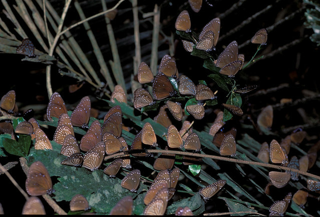 The Movie posters and stills of Taiwan Butterfly record movie