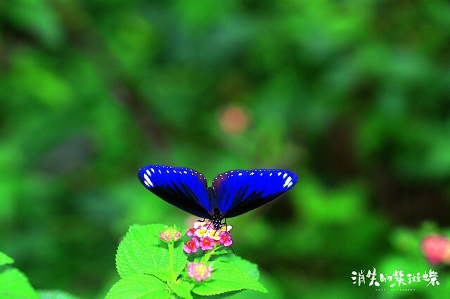 The Movie posters and stills of Taiwan Butterfly record movie