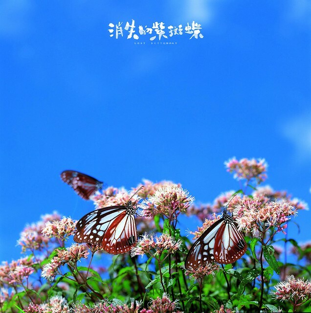 The Movie posters and stills of Taiwan Butterfly record movie