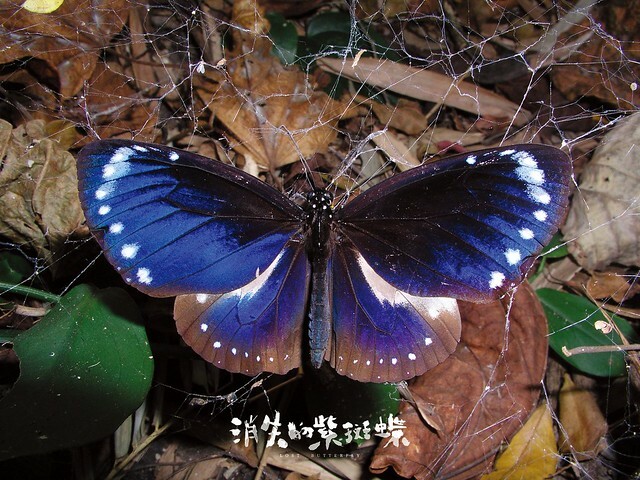 The Movie posters and stills of Taiwan Butterfly record movie