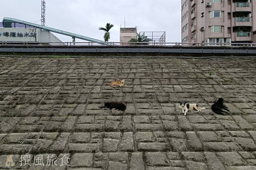 「台北大縱走第八段」木柵至關渡河濱公園36公里伴水騎行！從景美溪、新店溪到淡水河
