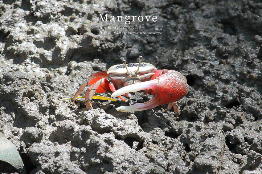 「台北大縱走第八段」木柵至關渡河濱公園36公里伴水騎行！從景美溪、新店溪到淡水河