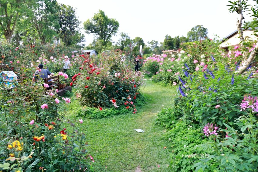 苗栗雅聞香草植物工廠｜繽紛玫瑰花包圍如玫瑰仙境般免費參觀，三義限定景點