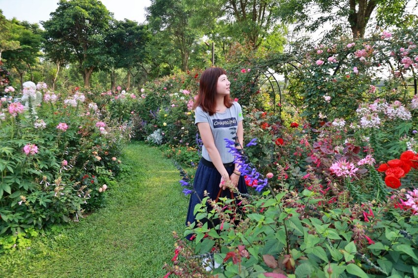 苗栗雅聞香草植物工廠｜繽紛玫瑰花包圍如玫瑰仙境般免費參觀，三義限定景點
