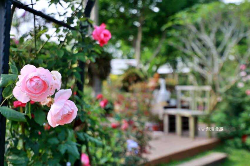 苗栗雅聞香草植物工廠｜繽紛玫瑰花包圍如玫瑰仙境般免費參觀，三義限定景點