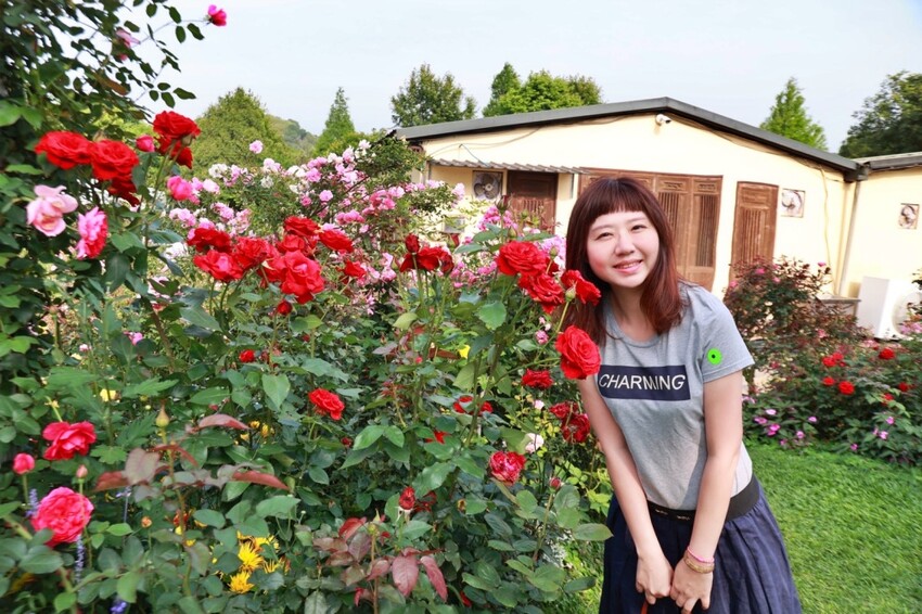 苗栗雅聞香草植物工廠｜繽紛玫瑰花包圍如玫瑰仙境般免費參觀，三義限定景點