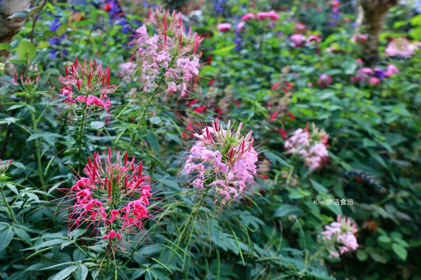 苗栗雅聞香草植物工廠｜繽紛玫瑰花包圍如玫瑰仙境般免費參觀，三義限定景點
