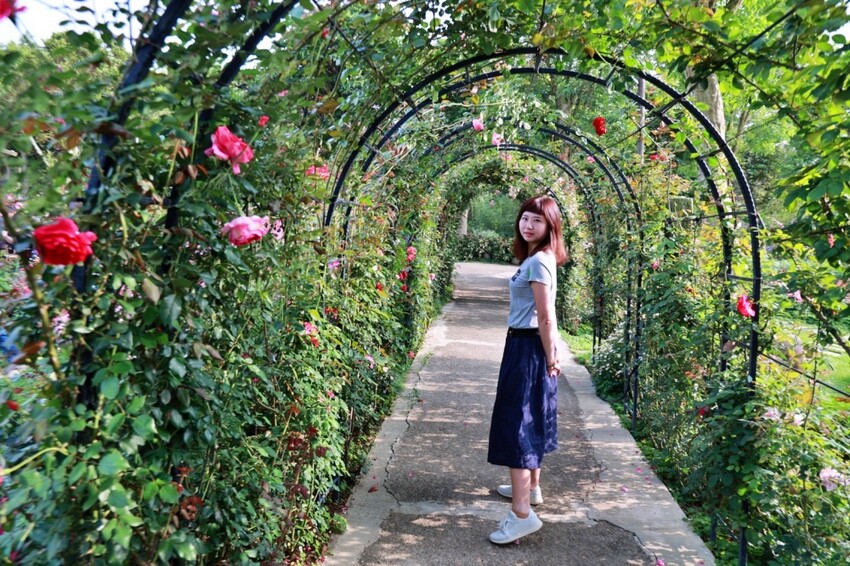 苗栗雅聞香草植物工廠｜繽紛玫瑰花包圍如玫瑰仙境般免費參觀，三義限定景點