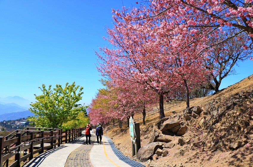 清境農場-青青草原‧櫻花盛開之際來看可愛的羊咩咩,綿羊秀只有假日才有 - 敦 小 蓮の食旅錄