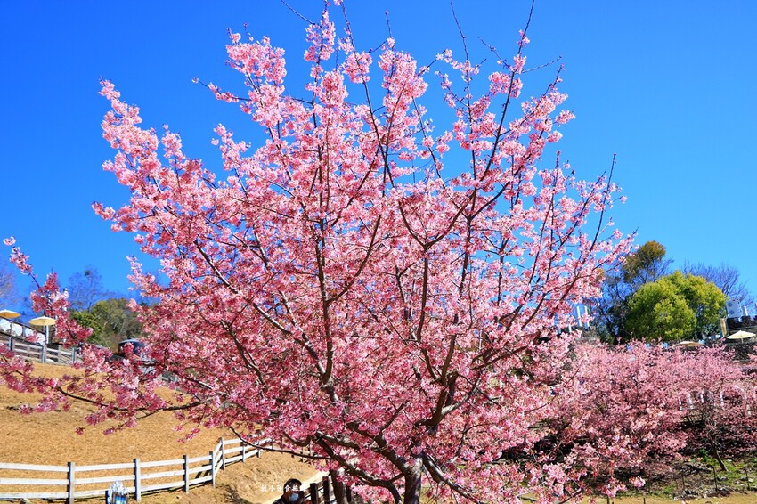 清境農場-青青草原‧櫻花盛開之際來看可愛的羊咩咩,綿羊秀只有假日才有 - 敦 小 蓮の食旅錄