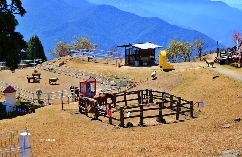 清境農場-青青草原‧櫻花盛開之際來看可愛的羊咩咩,綿羊秀只有假日才有 - 敦 小 蓮の食旅錄