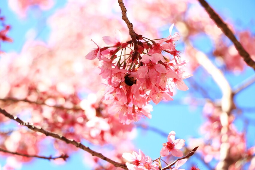 清境農場-青青草原‧櫻花盛開之際來看可愛的羊咩咩,綿羊秀只有假日才有 - 敦 小 蓮の食旅錄
