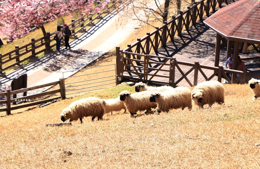 清境農場-青青草原‧櫻花盛開之際來看可愛的羊咩咩,綿羊秀只有假日才有 - 敦 小 蓮の食旅錄