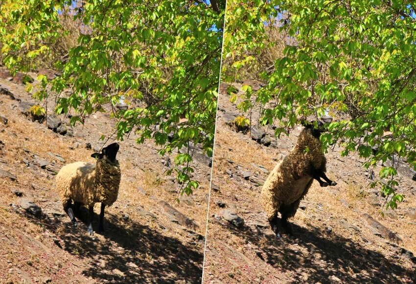清境農場-青青草原‧櫻花盛開之際來看可愛的羊咩咩,綿羊秀只有假日才有 - 敦 小 蓮の食旅錄
