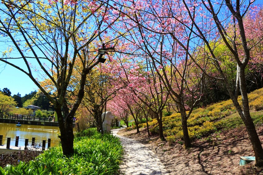 清境農場小瑞士花園‧著名的水上教堂、落羽松步道及綠光森林花園,晚上還有燈光秀 - 敦 小 蓮の食旅錄