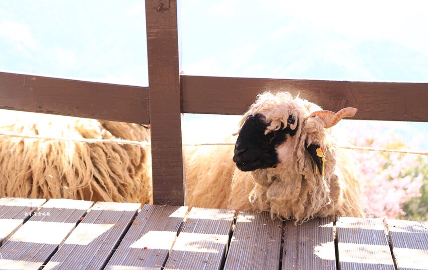 清境農場-青青草原‧櫻花盛開之際來看可愛的羊咩咩,綿羊秀只有假日才有 - 敦 小 蓮の食旅錄