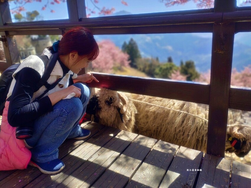 清境農場-青青草原‧櫻花盛開之際來看可愛的羊咩咩,綿羊秀只有假日才有 - 敦 小 蓮の食旅錄