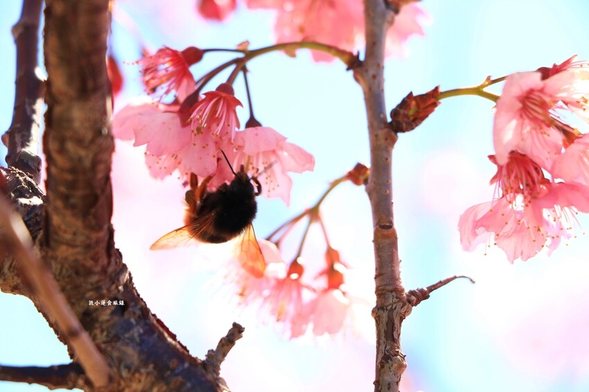 清境農場-青青草原‧櫻花盛開之際來看可愛的羊咩咩,綿羊秀只有假日才有 - 敦 小 蓮の食旅錄