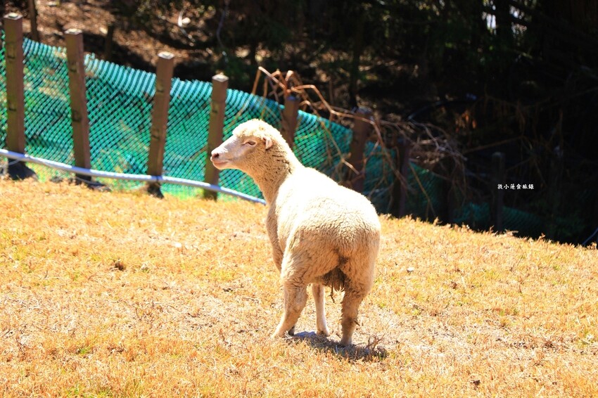 清境農場-青青草原‧櫻花盛開之際來看可愛的羊咩咩,綿羊秀只有假日才有 - 敦 小 蓮の食旅錄