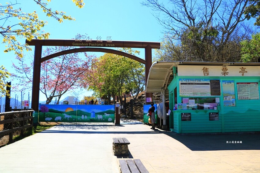 清境農場-青青草原‧櫻花盛開之際來看可愛的羊咩咩,綿羊秀只有假日才有 - 敦 小 蓮の食旅錄