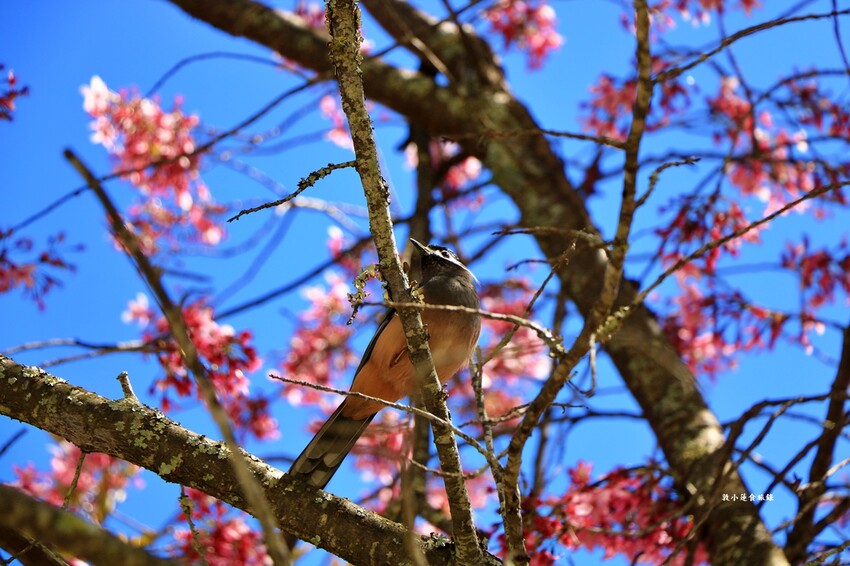 清境農場-青青草原‧櫻花盛開之際來看可愛的羊咩咩,綿羊秀只有假日才有 - 敦 小 蓮の食旅錄