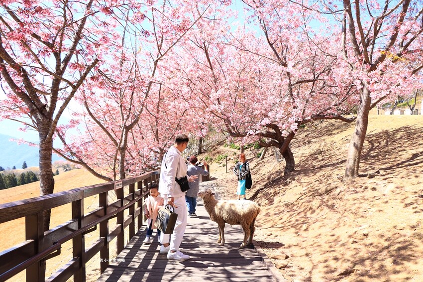 清境農場-青青草原‧櫻花盛開之際來看可愛的羊咩咩,綿羊秀只有假日才有 - 敦 小 蓮の食旅錄
