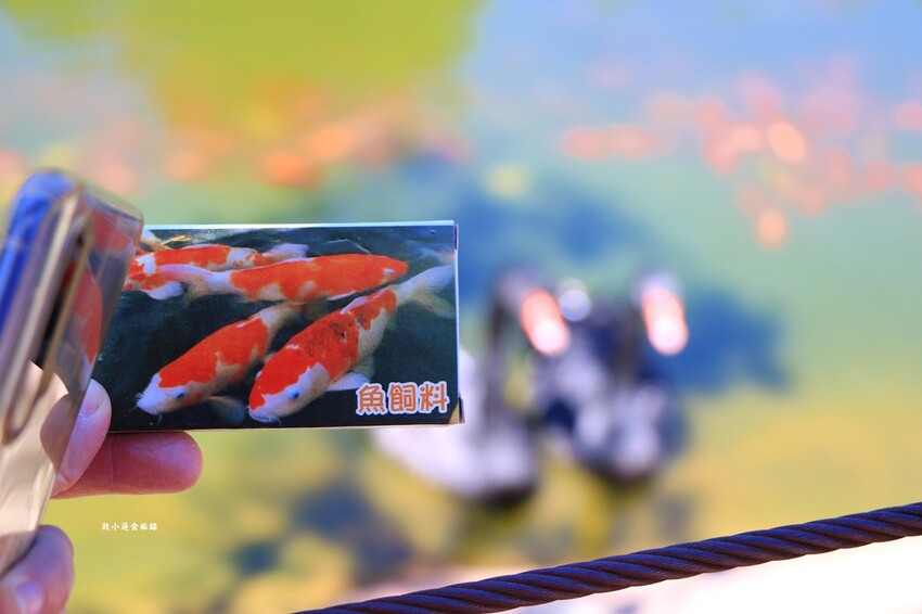 清境農場小瑞士花園‧著名的水上教堂、落羽松步道及綠光森林花園,晚上還有燈光秀 - 敦 小 蓮の食旅錄