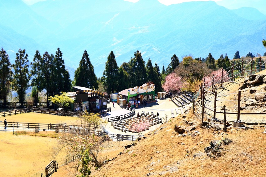 清境農場-青青草原‧櫻花盛開之際來看可愛的羊咩咩,綿羊秀只有假日才有 - 敦 小 蓮の食旅錄
