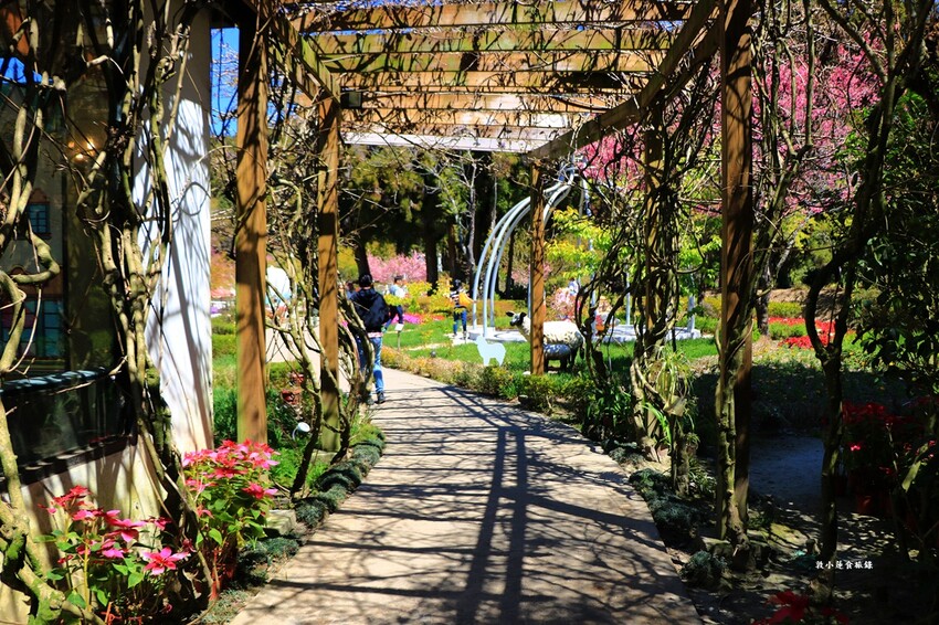 清境農場小瑞士花園‧著名的水上教堂、落羽松步道及綠光森林花園,晚上還有燈光秀 - 敦 小 蓮の食旅錄