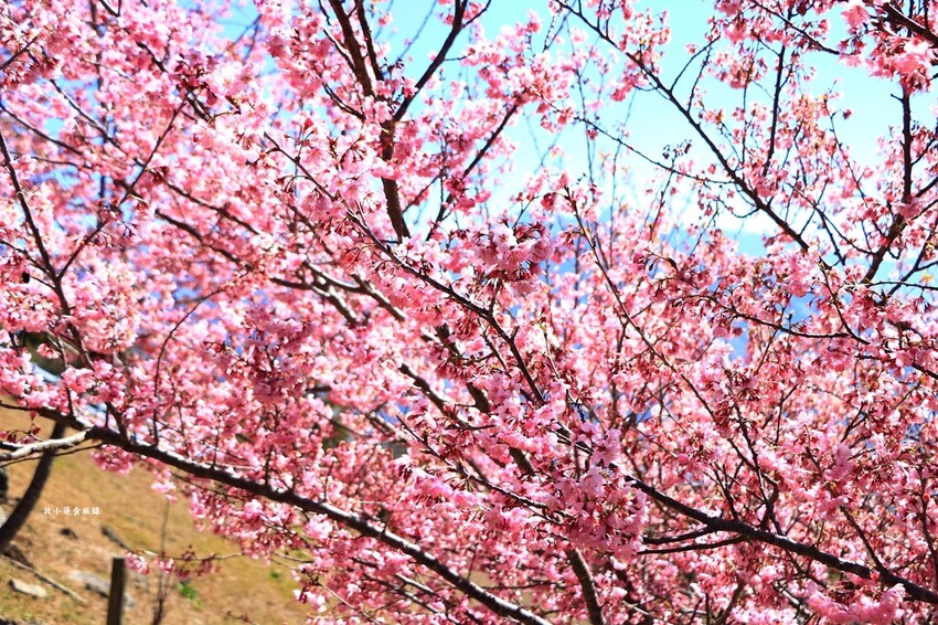 清境農場-青青草原‧櫻花盛開之際來看可愛的羊咩咩,綿羊秀只有假日才有 - 敦 小 蓮の食旅錄