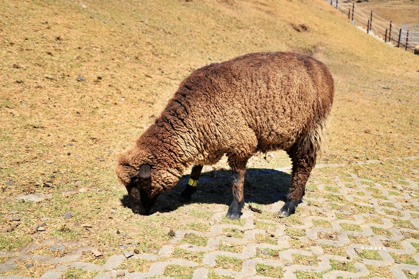 清境農場-青青草原‧櫻花盛開之際來看可愛的羊咩咩,綿羊秀只有假日才有 - 敦 小 蓮の食旅錄