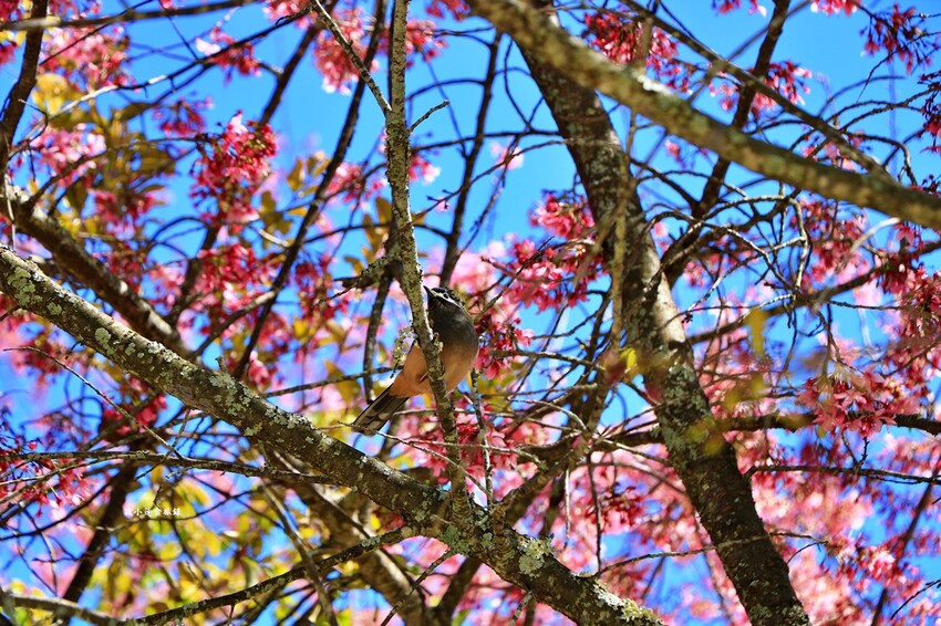 清境農場-青青草原‧櫻花盛開之際來看可愛的羊咩咩,綿羊秀只有假日才有 - 敦 小 蓮の食旅錄