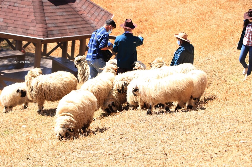 清境農場-青青草原‧櫻花盛開之際來看可愛的羊咩咩,綿羊秀只有假日才有 - 敦 小 蓮の食旅錄