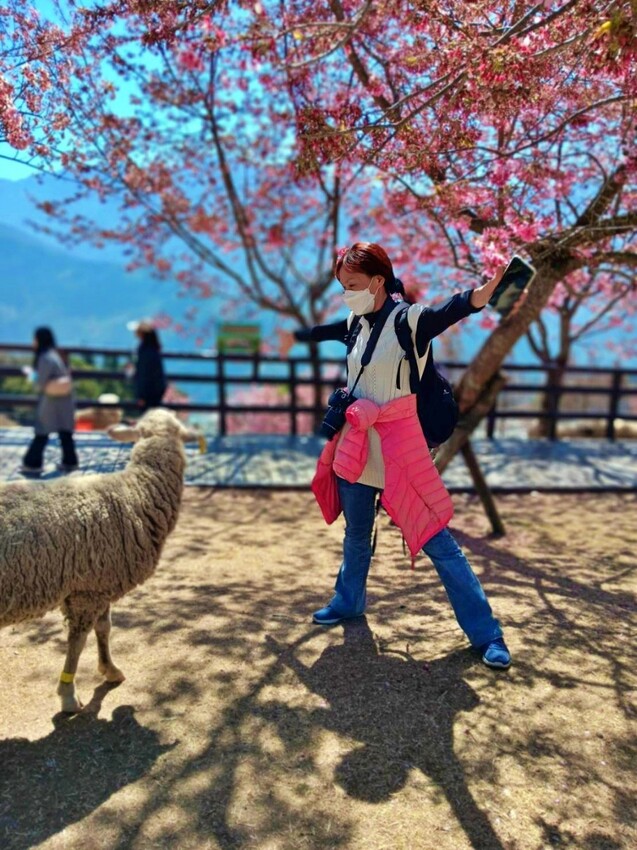 清境農場-青青草原‧櫻花盛開之際來看可愛的羊咩咩,綿羊秀只有假日才有 - 敦 小 蓮の食旅錄